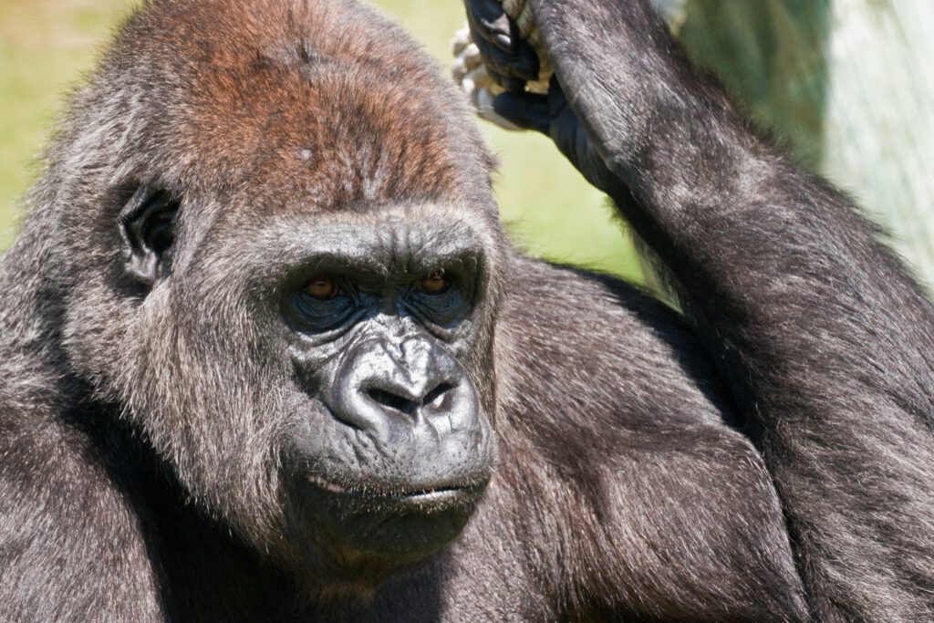 Bild eines Gorillas